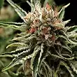 Shark Pyramid Seeds