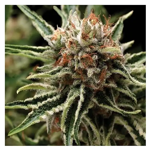 Shark Pyramid Seeds