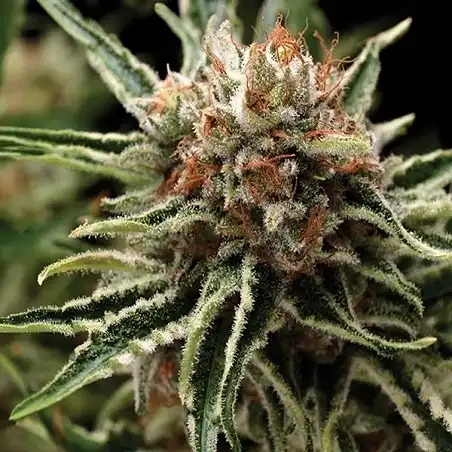 Shark Pyramid Seeds