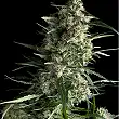 Galaxy 2 - Pyramid Seeds