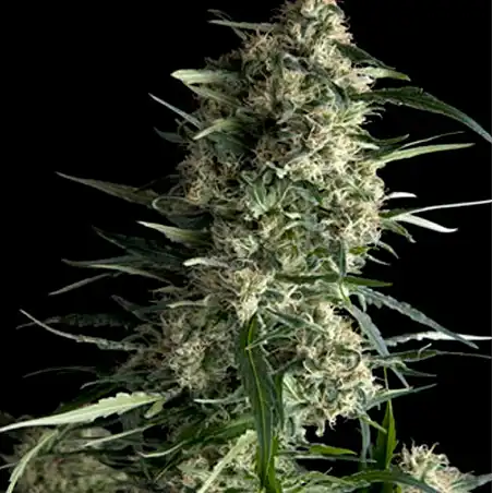 Galaxy 2 - Pyramid Seeds