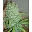 Galaxy - Pyramid Seeds