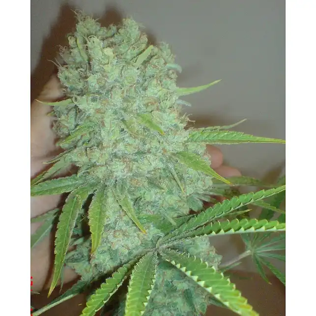 Galaxy - Pyramid Seeds