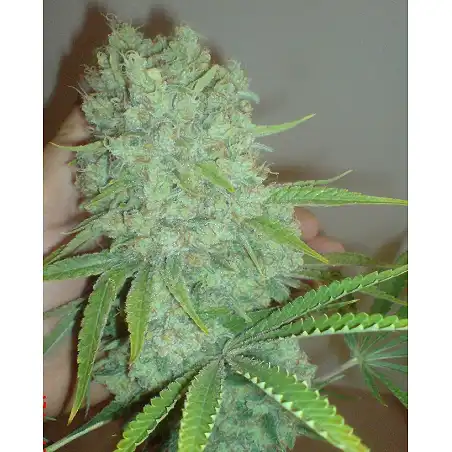 Galaxy - Pyramid Seeds