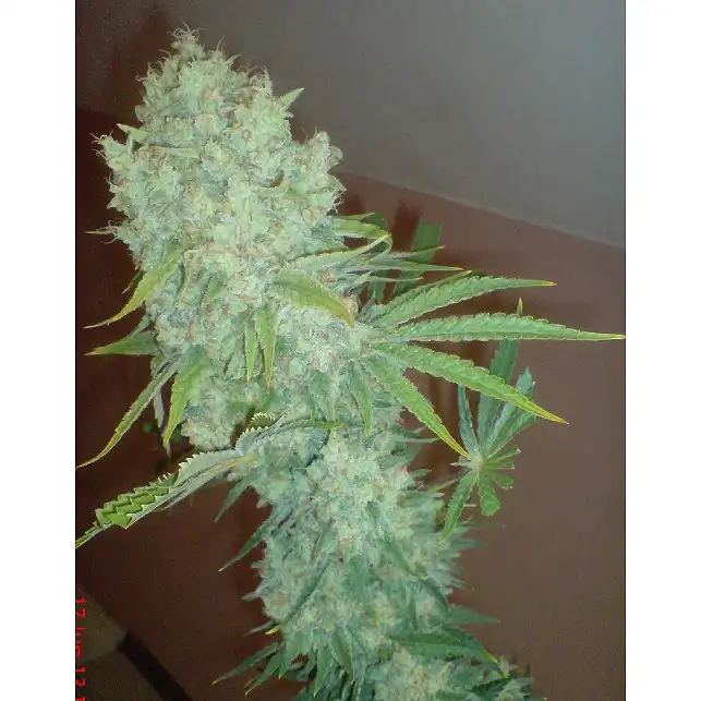 Galaxy 1 - Pyramid Seeds