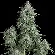 Anubis 1 - Pyramid Seeds