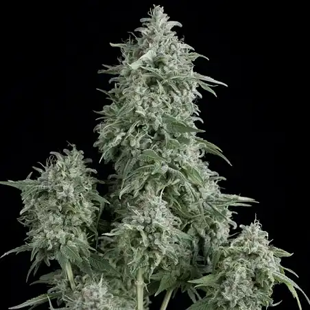 Anubis 1 - Pyramid Seeds