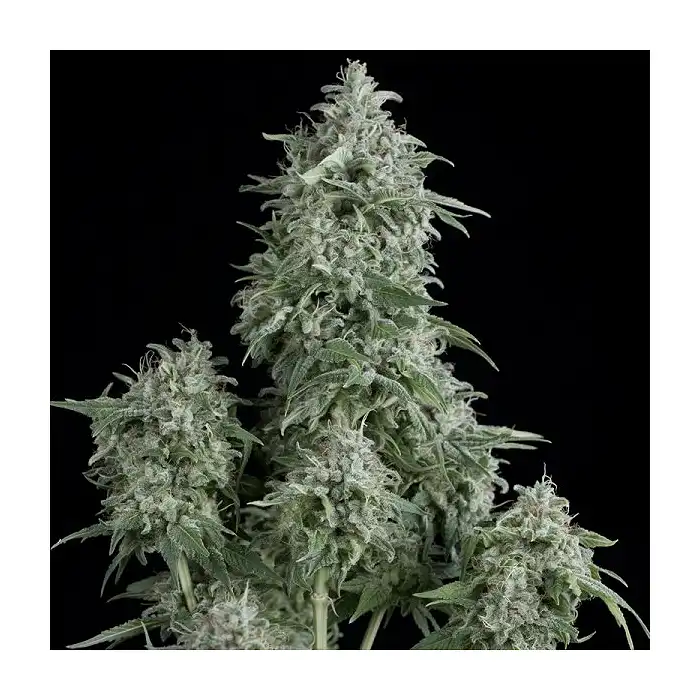 Anubis 1 - Pyramid Seeds