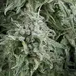 Anubis - Pyramid Seeds Anubis - Pyramid Seeds