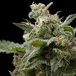 Super Hash - Pyramid Seeds Super Hash - Pyramid Seeds