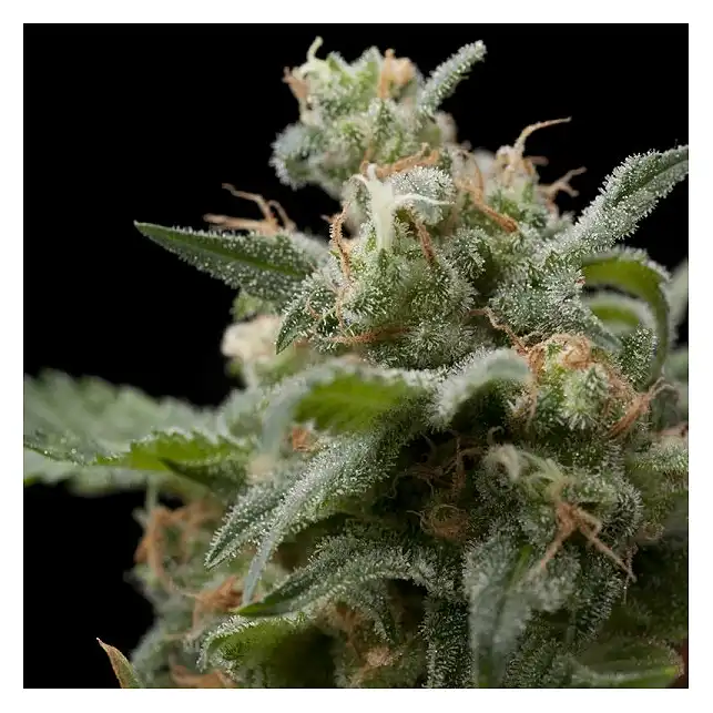 Super Hash - Pyramid Seeds