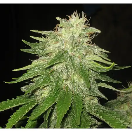Super Hash 2 - Pyramid Seeds