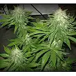 Super Hash 1 - Pyramid Seeds