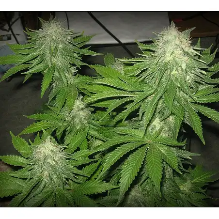 Super Hash 1 - Pyramid Seeds