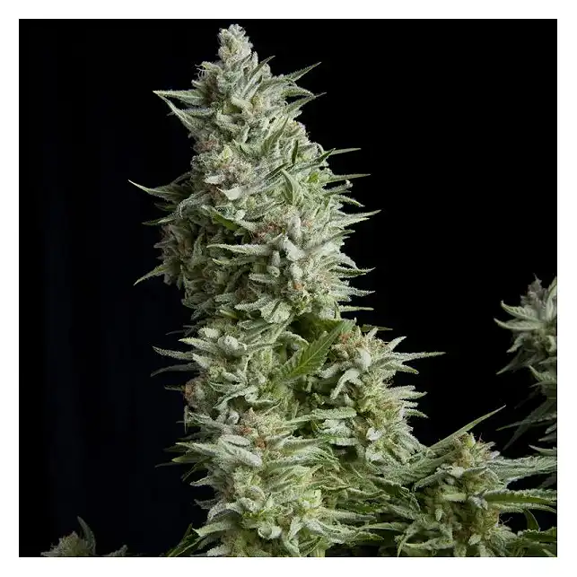 Alpujarreña - Pyramid Seeds Alpujarreña - Pyramid Seeds