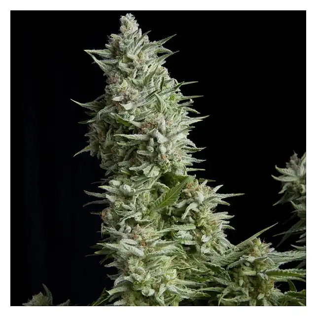 Alpujarreña - Pyramid Seeds