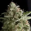 American Pie - Pyramid Seeds American Pie - Pyramid Seeds