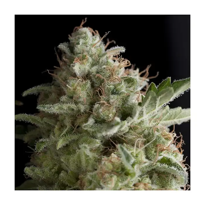 American Pie - Pyramid Seeds