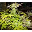 White Widow Pyramid Seeds 2