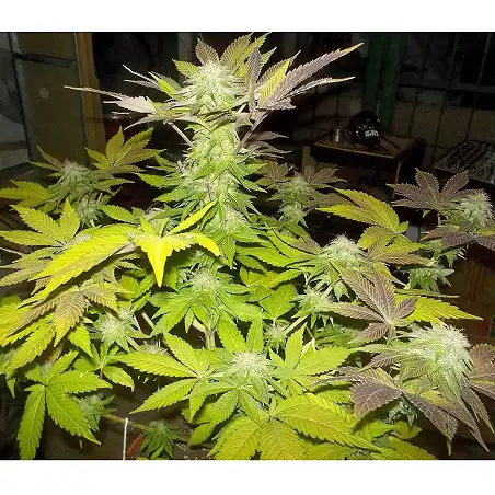 White Widow Pyramid Seeds 2