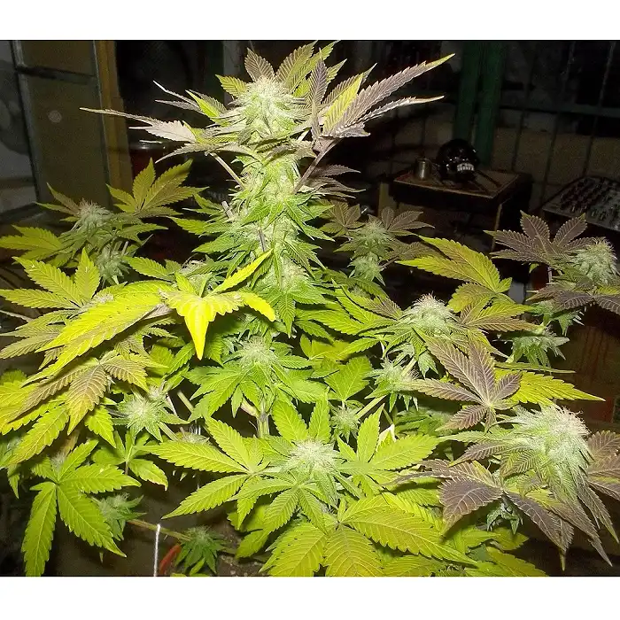 White Widow Pyramid Seeds 2
