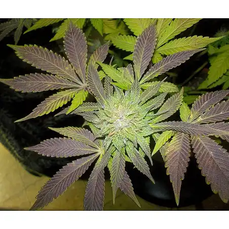 White Widow Pyramid Seeds
