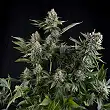 White Widow Pyramid Seeds 1