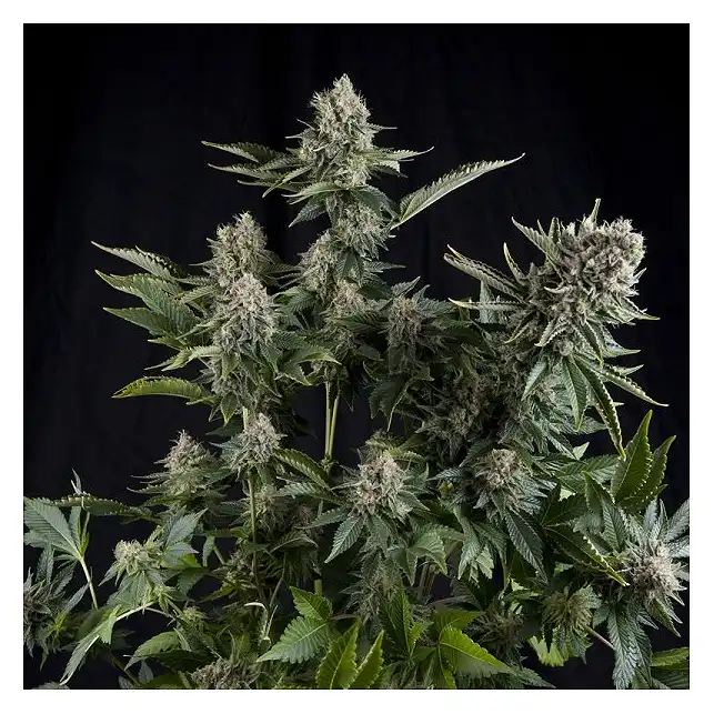 White Widow Pyramid Seeds 1
