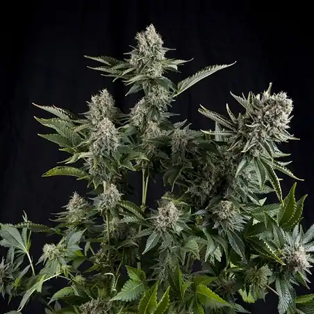 White Widow Pyramid Seeds 1
