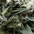 New York City - Pyramid Seeds