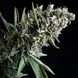 Nefertiti 1 - Pyramid Seeds