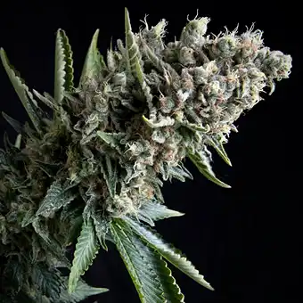 Nefertiti 1 - Pyramid Seeds