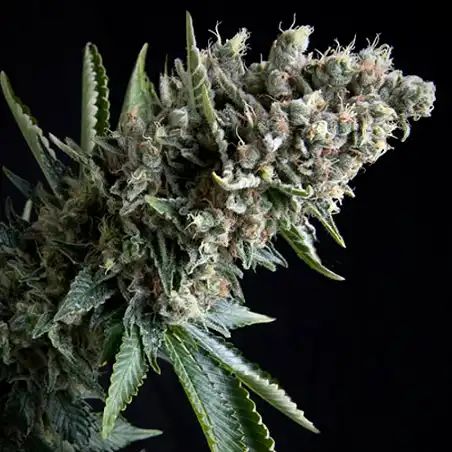 Nefertiti 1 - Pyramid Seeds