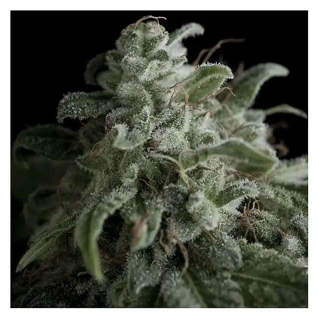 Nefertiti - Pyramid Seeds