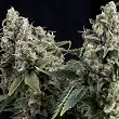 Auto Tutankhamon 1 - Pyramid Seeds
