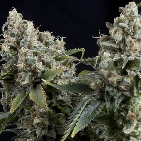 Auto Tutankhamon 1 - Pyramid Seeds