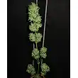 Auto Tutankhamon - Pyramid Seeds