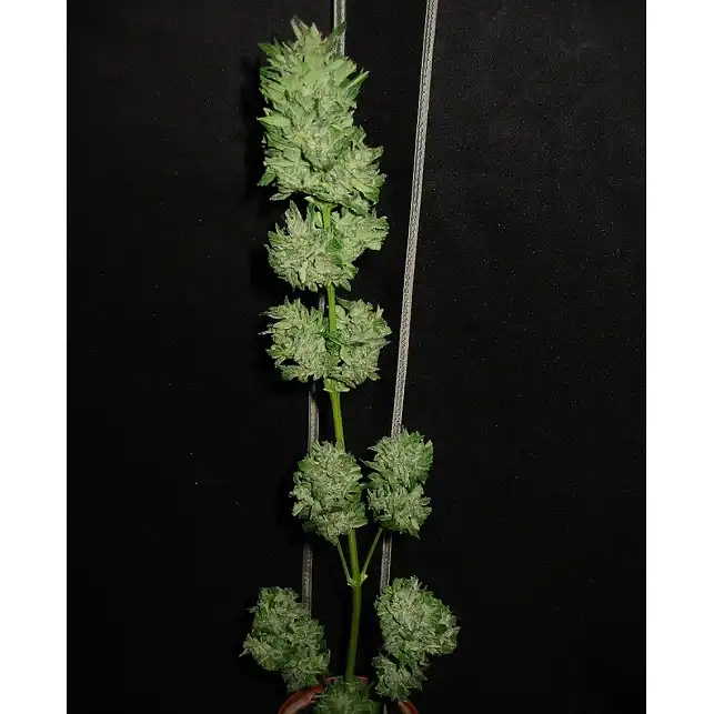 Auto Tutankhamon - Pyramid Seeds