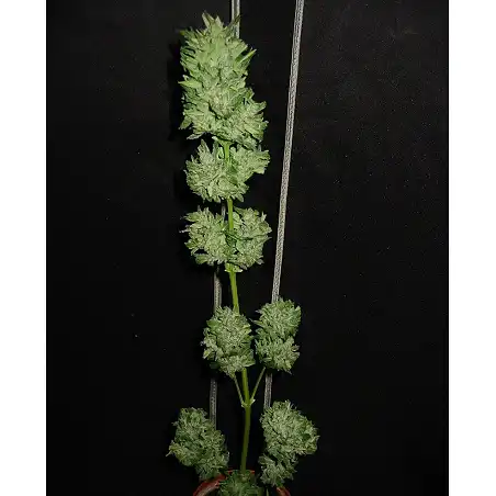 Auto Tutankhamon - Pyramid Seeds