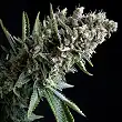 Nefertiti Auto 1 - Pyramid Seeds