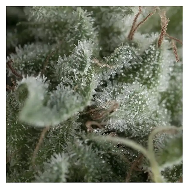 Nefertiti Auto - Pyramid Seeds