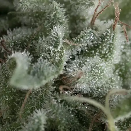 Nefertiti Auto - Pyramid Seeds