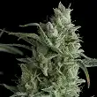 Kryptonite 1 - Pyramid Seeds