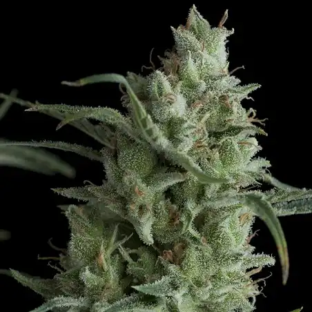 Kryptonite 1 - Pyramid Seeds