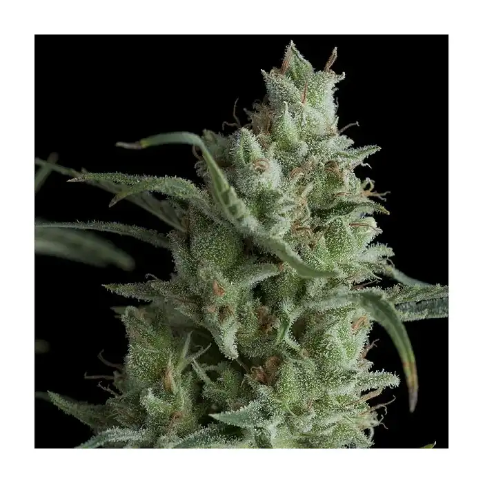 Kryptonite 1 - Pyramid Seeds