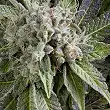 Auto Blue Pyramid 2 - Pyramid Seeds