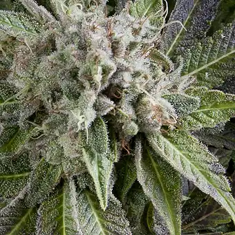 Auto Blue Pyramid 2 - Pyramid Seeds