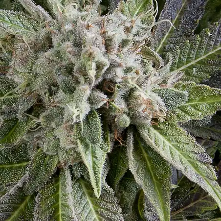 Auto Blue Pyramid 2 - Pyramid Seeds