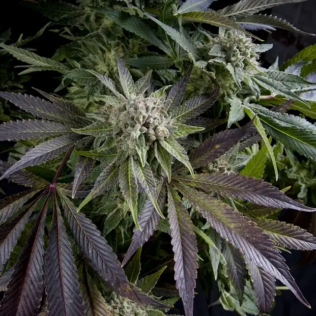Auto Blue Pyramid - Pyramid Seeds