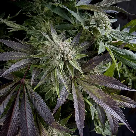 Auto Blue Pyramid - Pyramid Seeds